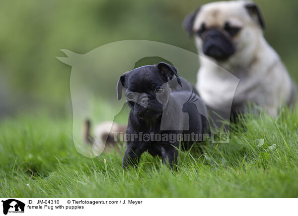 Mops Hndin mit Welpen / female Pug with puppies / JM-04310
