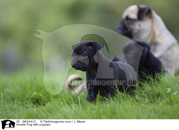 female Pug with puppies / JM-04312