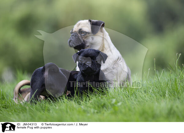 female Pug with puppies / JM-04313