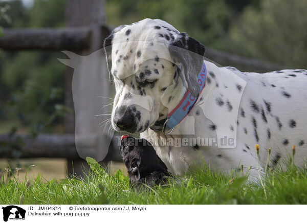 Dalmatiner mit Mops Welpen / Dalmatian with pug puppy / JM-04314