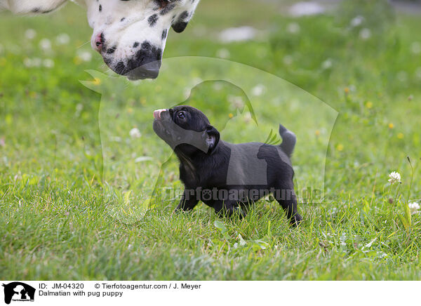 Dalmatian with pug puppy / JM-04320