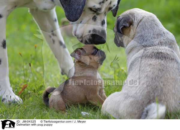 Dalmatiner mit Mops Welpen / Dalmatian with pug puppy / JM-04325