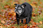 old pug