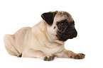 young pug