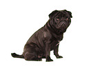 black pug