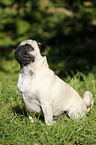 sitting pug