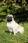 sitting pug