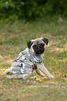 sitting pug