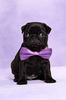 pug puppy