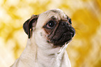 pug portrait