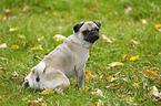 sitting young pug