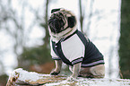 pug at winter