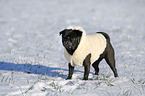 black pug in snow