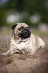 lying Pug