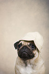 Pug portrait