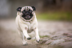 running Pug