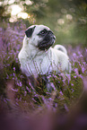 pug in the heather