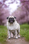 Pug in the cherry blossom