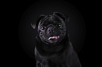 pug portrait in front of black background