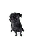 black pug puppy in front of black background