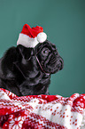 pug between christmas decoration