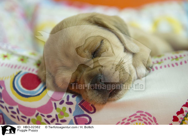 Puggle Puppy / HBO-02362