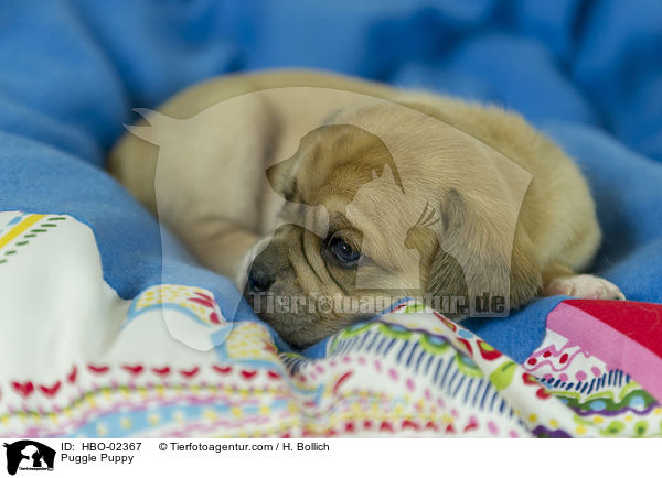 Puggle Puppy / HBO-02367