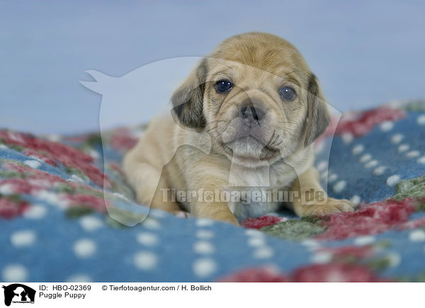 Puggle Puppy / HBO-02369
