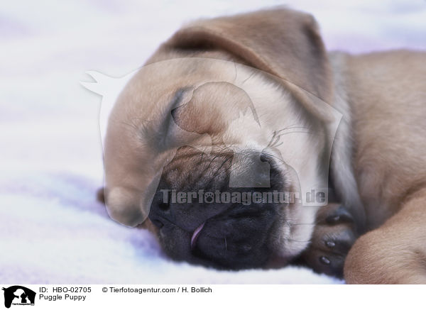 Puggle Puppy / HBO-02705