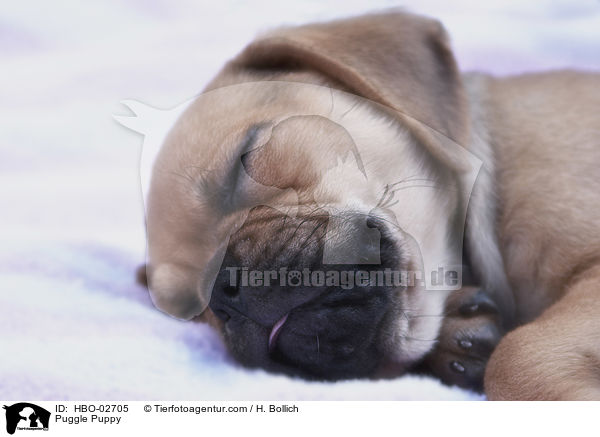 Puggle Welpe / Puggle Puppy / HBO-02705