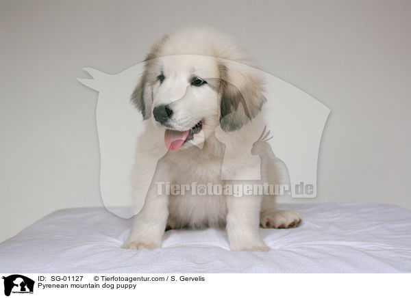 Pyrenean mountain dog puppy / SG-01127