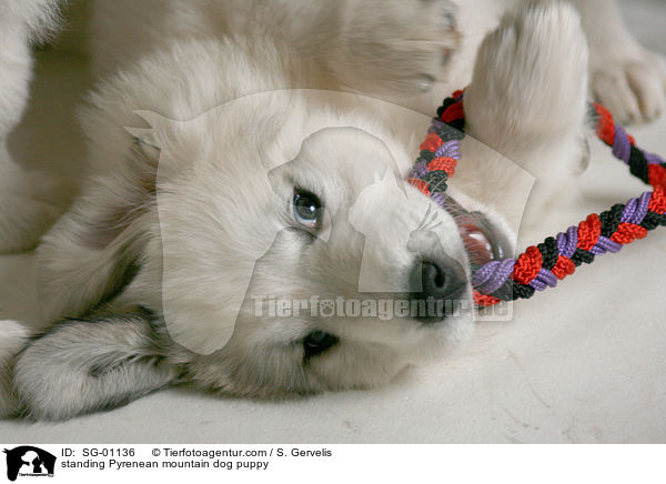 standing Pyrenean mountain dog puppy / SG-01136