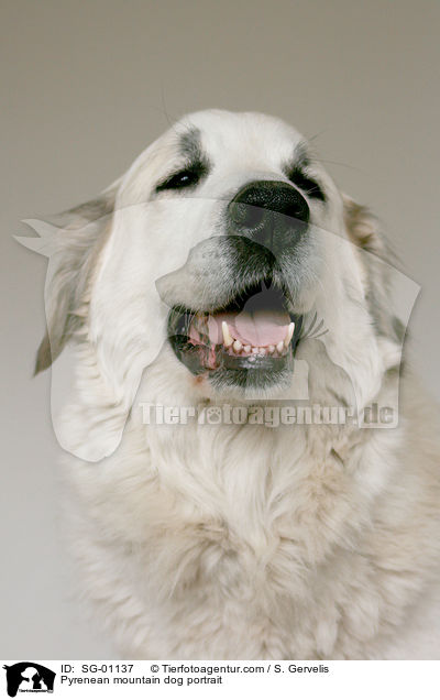 Pyrenean mountain dog portrait / SG-01137