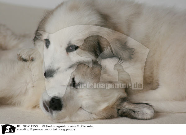 standing Pyrenean mountain dog puppy / SG-01153