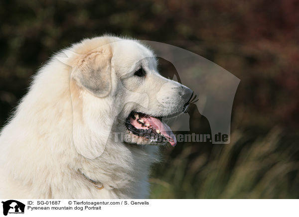 Pyrenean mountain dog Portrait / SG-01687