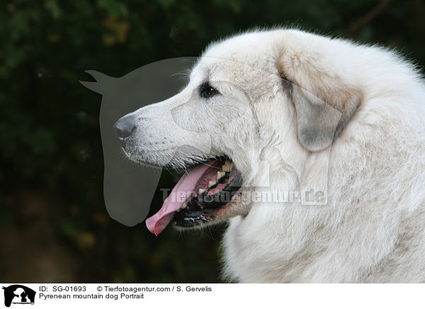 Pyrenean mountain dog Portrait / SG-01693