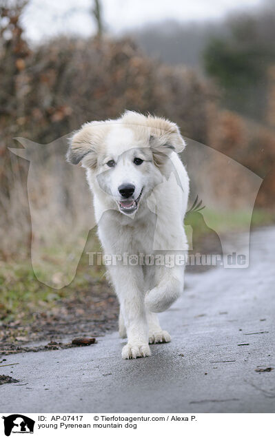 young Pyrenean mountain dog / AP-07417