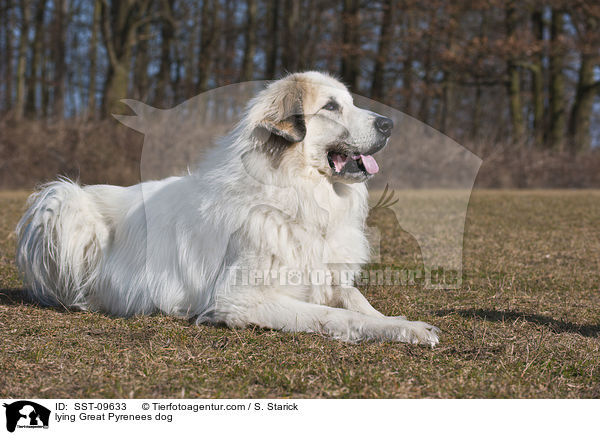 lying Great Pyrenees dog / SST-09633