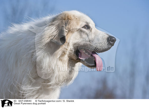 Great Pyrenees dog portrait / SST-09640
