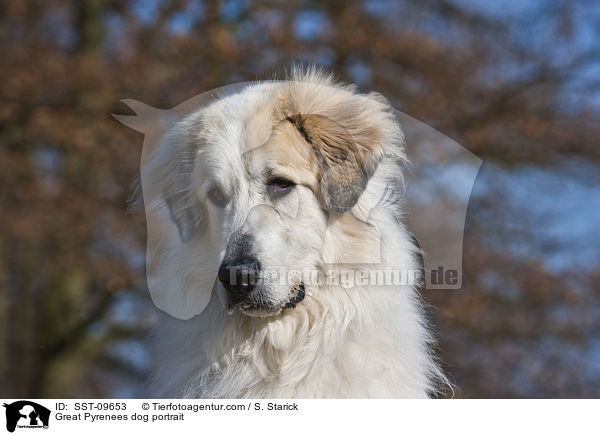 Great Pyrenees dog portrait / SST-09653