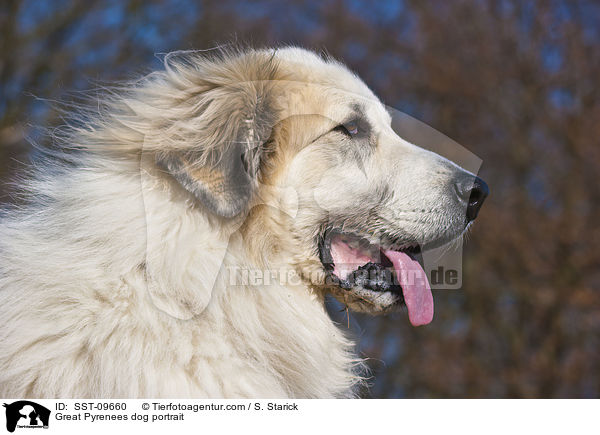 Great Pyrenees dog portrait / SST-09660