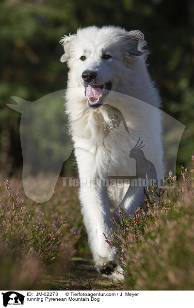 rennender Pyrenenberghund / running Pyrenean Mountain Dog / JM-02273