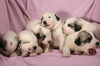 standing Pyrenean mountain dog puppy