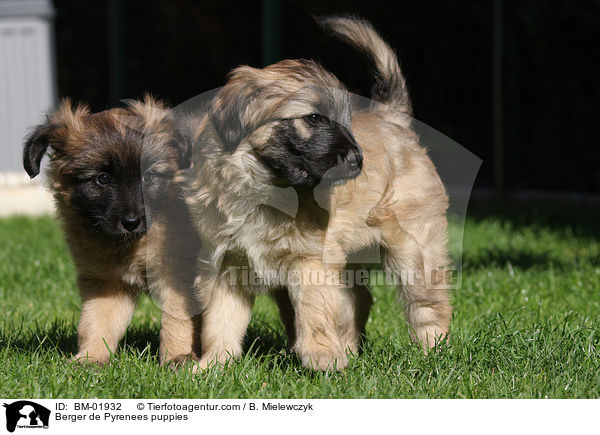 Berger de Pyrenees puppies / BM-01932