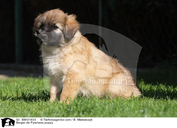 Berger de Pyrenees puppy / BM-01933