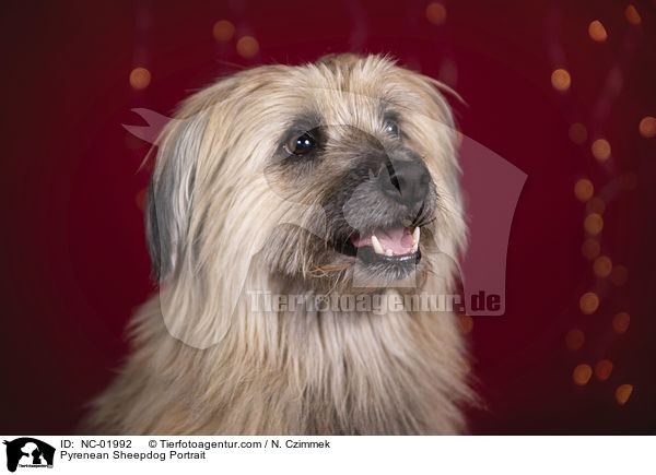 Pyrenean Sheepdog Portrait / NC-01992