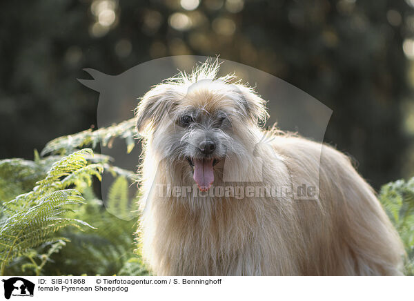 female Pyrenean Sheepdog / SIB-01868