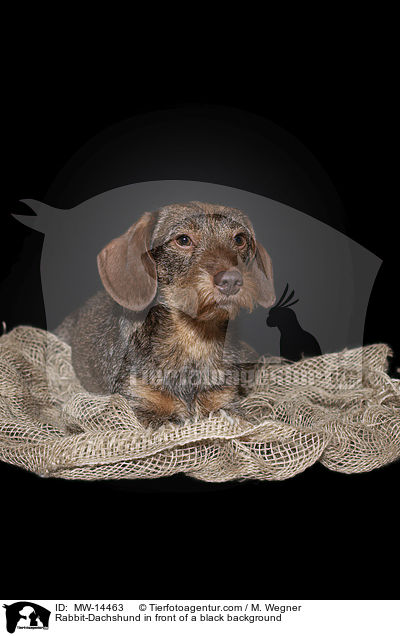 Rabbit-Dachshund in front of a black background / MW-14463