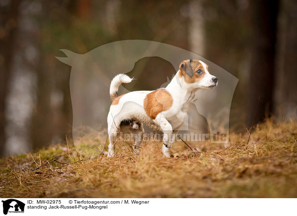 standing Jack-Russell-Pug-Mongrel / MW-02975
