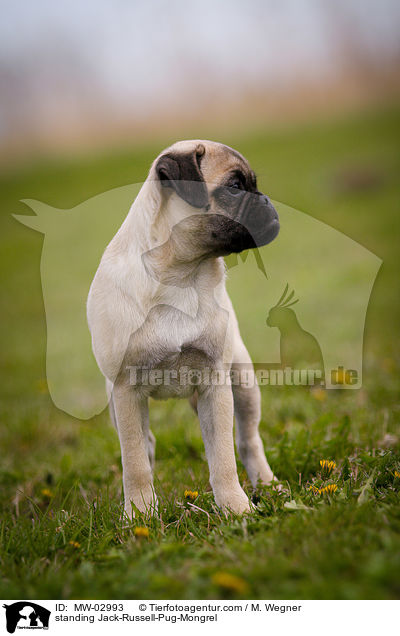 standing Jack-Russell-Pug-Mongrel / MW-02993